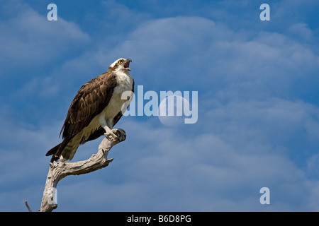 Osprey Pandion haliaetus Golfküste Florida USA Stockfoto