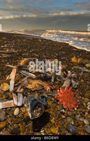 Gemeinsamen Sunstar und Seestern auf Tideline Norfolk UK Winter Stockfoto