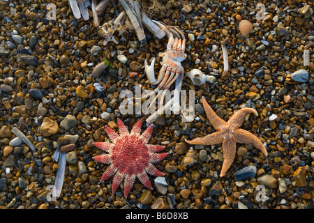 Gemeinsamen Sunstar und Seestern auf Tideline Norfolk UK Winter Stockfoto