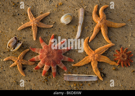 Gemeinsamen Sunstar und Seestern auf Tideline Norfolk UK Winter Stockfoto