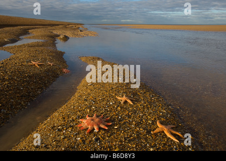 Gemeinsamen Sunstar und Seestern auf Tideline Blakeney Point Norfolk UK Winter Stockfoto