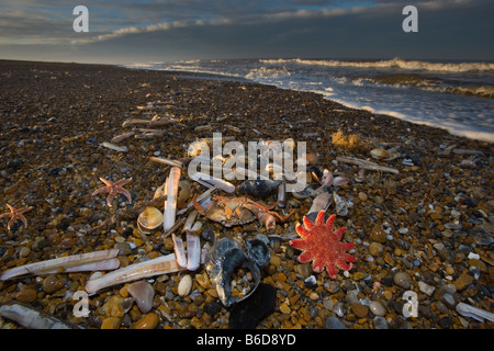 Gemeinsamen Sunstar und Seestern auf Tideline Norfolk UK Winter Stockfoto