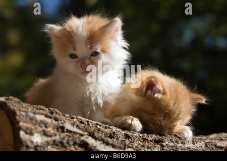 ZWEI 6 WOCHEN ALTEN LANGHAARIGE INGWER KÄTZCHEN AUF LOG HOLZSTAPEL Stockfoto