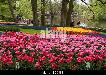 Blick auf den Garten des Colorfull Keukenhof Tulpe Blume Parks in den Niederlanden Stockfoto