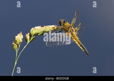 Vier-spotted Chaser Libelle Stockfoto