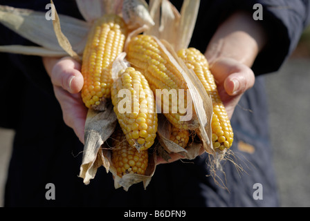 Bauer hält frisch geernteter Mais Maiskolben Zea Mays Stockfoto