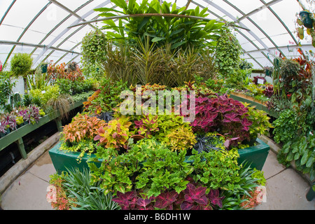 Buffalo und Erie County Botanical Gardens in Lackawanna New York Stockfoto