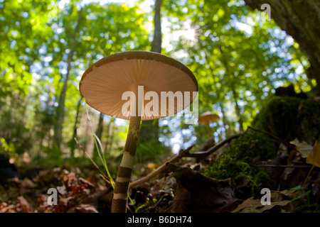 Fisheye Blick hinauf auf Mushroom von unten in den Adirondack Mountains des Staates New York Stockfoto