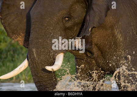 Afrika Botswana Chobe National Park Elefant Loxodonta Africana Gebühren durch Pool am Savuti Marsh während der Regenzeit Stockfoto