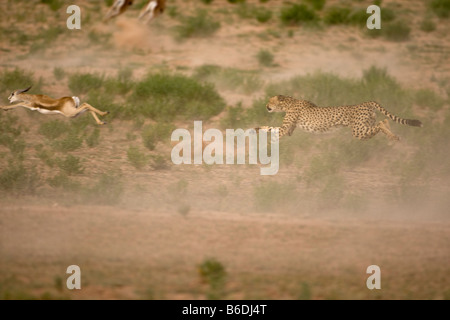 Südafrika Kgalagadi Transfrontier Park Gepard Acinonyx Jubatas läuft nach seiner Flucht aus der Herde von Springbok Stockfoto