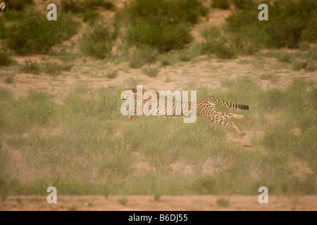 Südafrika Kgalagadi Transfrontier Park Gepard Acinonyx Jubatas läuft nach seiner Flucht aus der Herde von Springbok Stockfoto