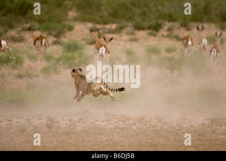 Südafrika Kgalagadi Transfrontier Park Gepard Acinonyx Jubatas läuft nach seiner Flucht aus der Herde von Springbok Stockfoto