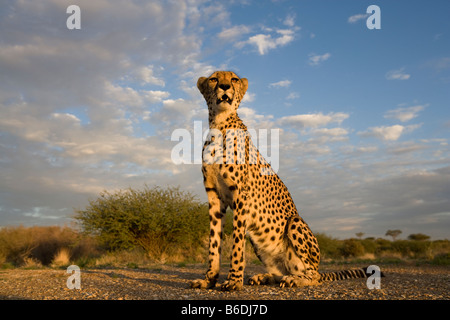 Afrika Namibia Keetmanshoop Captive Gepard Acinonyx Jubatas sitzen auf Hügel bei Sonnenuntergang Stockfoto