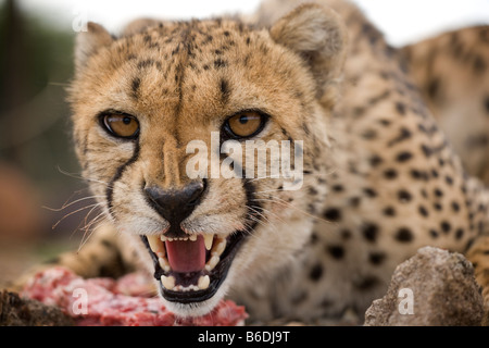 Afrika Namibia Keetmanshoop Gefangenschaft Erwachsenen weiblichen Gepard Acinonyx Jubatas knurrt bei der Fütterung auf rohes Fleisch im Spiel farm Stockfoto