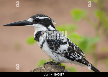 Afrika Botswana Chobe National Park Pied Kingfisher Ceryle Rudis stehende Chobe Fluss entlang Stockfoto