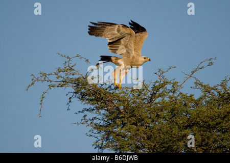 Südafrika Kgalagadi Transfrontier Park Tawny Adler Aquila Rapax Flug vom Baum in der Kalahari-Wüste Stockfoto