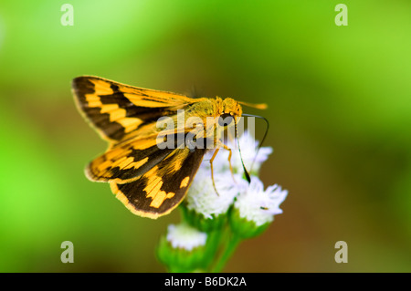 Die Detailansicht des feurigen Skipper auf Eupatorium Blumen Stockfoto