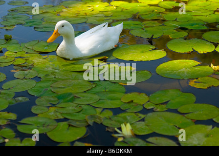 Ente im Teich Santa Barbara California Vereinigte Staaten von Amerika Stockfoto