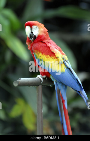 VOGELSCHAU IM JURONG BIRD PARK IN SINGAPUR Stockfoto
