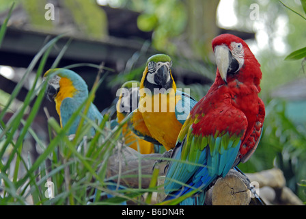 ARAS IN JURONG BIRD PARK, SINGAPUR Stockfoto