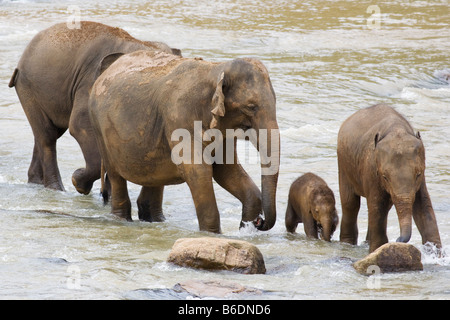 Eine Elefantenfamilie einen flachen Fluss in der Nähe von The Pinnawela-Elefantenwaisenhaus in Sri Lanka Stockfoto