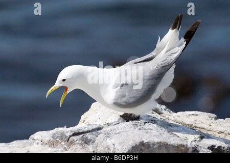 Kittiwake Rissa tridactyla Stockfoto