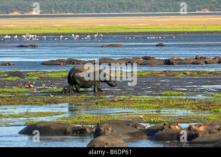 Südafrika, Sint Lucia, größere Sint Lucia Wetlands, Nilpferde und Baby (Nilpferd) und Flamingos im Hintergrund Stockfoto