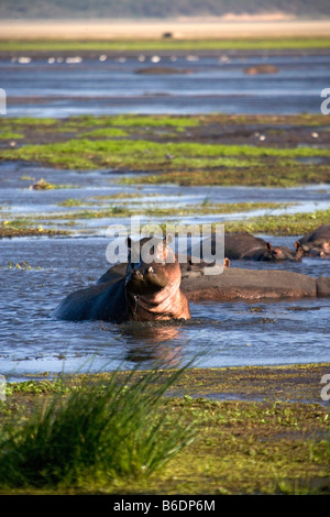 Südafrika, Sint Lucia, größere Sint Lucia Wetlands, Flusspferde (Nilpferd) Stockfoto