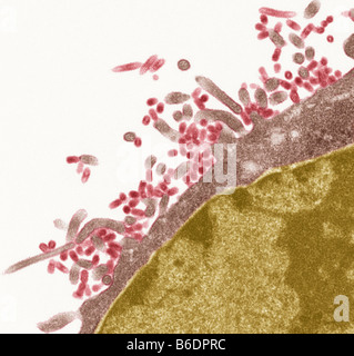 Influenza-Viren. Farbige Transmission Electron Schliffbild (TEM) von Influenza (Grippe) Viren (rot) von Wirtszelle angehende Stockfoto