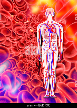Menschliches Herz-Kreislauf-System und rote Blutkörperchen, Computer-Grafik. Venen sind blau und Arterien Arered. Stockfoto