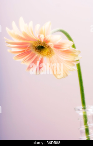 Gerbera Jamesonii Transvaal Daisy Blume, Nahaufnahme Stockfoto