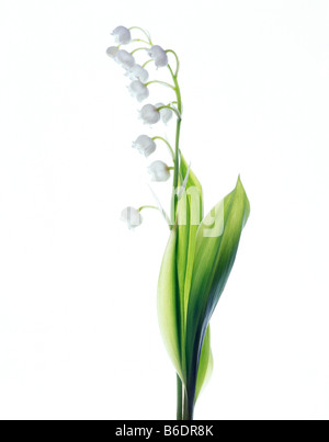 Lily Of The Valley Convallariaarten Majalis Blume stammt aus Eurasien und östlichen Nordamerika Stockfoto