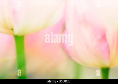 Tulip Tulip SP. Blüten, Nahaufnahme Stockfoto