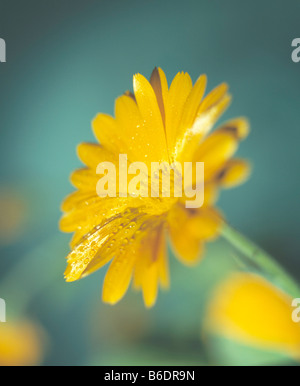Calendula Officinalis verwendet werden medicially in Infusionen Fortreating Wunden, es hat eine entzündungshemmende Wirkung lindert Schmerzen Stockfoto