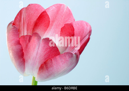 Blume Tulpe (Tulipa sp.). Stockfoto