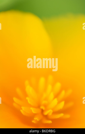 Kalifornische Mohn (Eschscholzia Californica). Fotografiert in Maryland, USA. Stockfoto