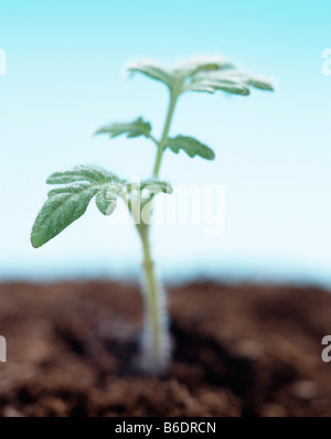 Junge Tomatenpflanze. Stockfoto