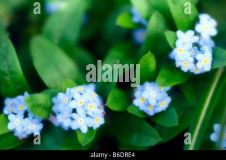 Blumen Vergissmeinnicht (Myosotis Arvensis). Fotografiert im April. Stockfoto