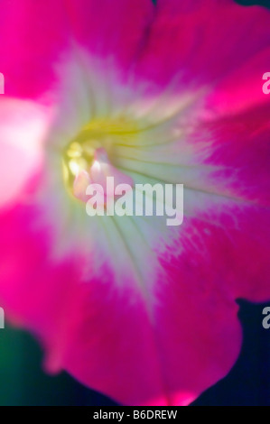 Petunien Blume. Petunia Grandiflora. Stockfoto