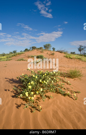 Südafrika Kgalagadi Transfrontier Park gelbe Wildblumen im roten Sanddünen in der Kalahari-Wüste Stockfoto