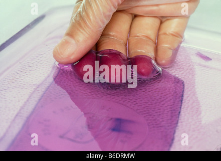 DNA-Elektrophorese Gel. Behandschuhte Hand hob ein Blatt Agarosegel-Elektrophorese Trennung von DNA verwendet. Stockfoto