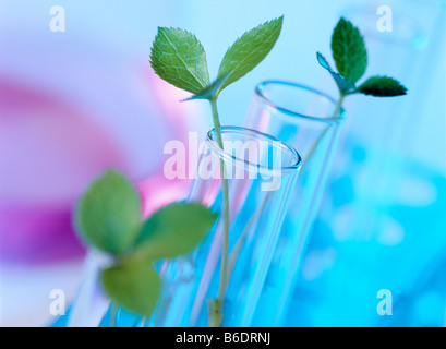 Pflanzen-Biotechnologie. Konzeptbild von Pflanzen im Reagenzglas. Stockfoto