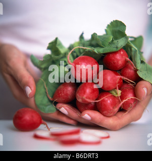 Radieschen. Frau hält eine Reihe von Radieschen (Raphanus Sativus). Diese Wurzelgemüse ist eine gute Quelle von sekundären Pflanzenstoffen. Stockfoto