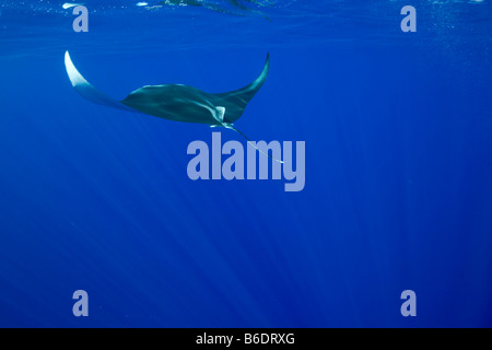 USA Hawaii Big Island Unterwasser Ansicht des Manta Ray-Manta Birostris Schwimmen im Pazifischen Ozean entlang der Kona Coast Stockfoto