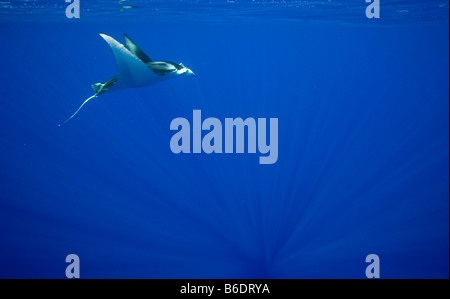 USA Hawaii Big Island Unterwasser Ansicht des Manta Ray-Manta Birostris Schwimmen im Pazifischen Ozean entlang der Kona Coast Stockfoto