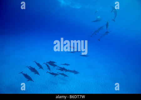 USA Hawaii Big Island Unterwasser Blick auf der Spinner-Delphin-Stenella Longirostris im Pazifischen Ozean entlang der Kona Coast Stockfoto