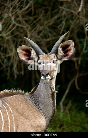 Kudu, größere Sint Lucia Wetlands, Sint Lucia, Südafrika Stockfoto