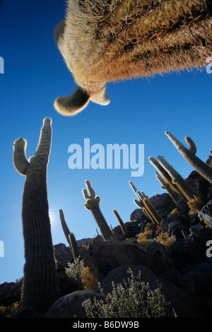 Isla Pescadores oder der Kaktus Insel in der Mitte der Salar de Uyuni in Bolivien. Stockfoto