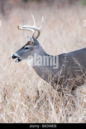 Trophäe Whitetail Deer Umwelt Porträt Stockfoto