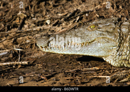 Südafrika, Sint Lucia, größere Sint Lucia Wetlands, Nil-Krokodil Stockfoto